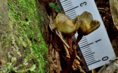 Gastrodia appendiculata C.S.Leou & N.J.Chung 無蕊喙赤箭