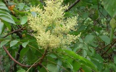Rhus chinensis var. roxburghii (DC.) Rehder 羅氏鹽膚木