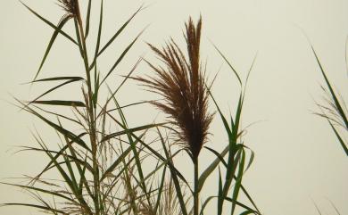 Phragmites karka 開卡蘆