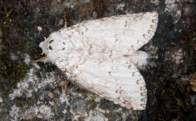 Pseudofentonia argentifera argentifera Moore, 1865 銀擬紛舟蛾