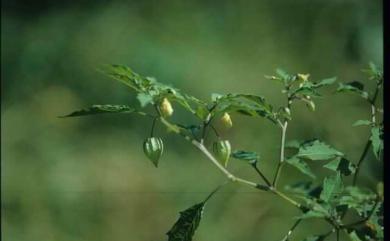 Physalis peruviana 秘魯苦蘵