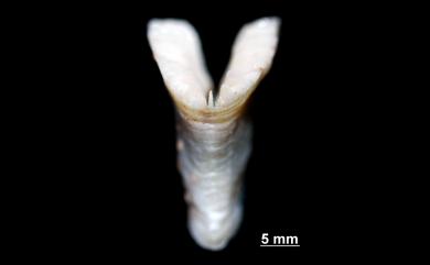 Truncatoflabellum aculeatum (Milne Edwards & Haime, 1848) 針刺截扇珊瑚