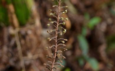 Goodyera fumata Thwaites 尾唇斑葉蘭