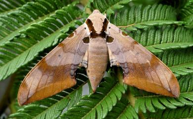 Ambulyx kuangtungensis (Mell, 1922) 廣東鷹翅天蛾