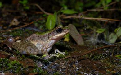 Odorrana swinhoana (Boulenger, 1903) 斯文豪氏赤蛙