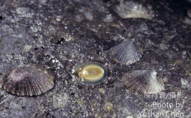 Emarginula variegata Adams, 1852 彩色裂螺