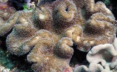 Sarcophyton stellatum Kükenthal, 1910 星形肉質軟珊瑚