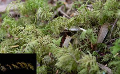 Hylocomium splendens (Hedw.) Schimp., 1852 塔苔