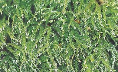Kindbergia arbuscula (Brotherus) Ochyra, 1982 樹形王苔