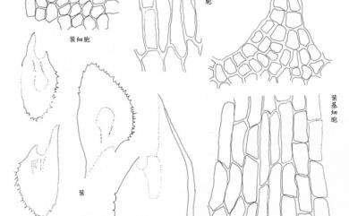 Plagiochila semidecurrens 延葉羽蘚