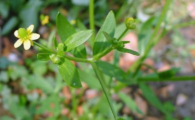 Ranunculus sceleratus L. 石龍芮
