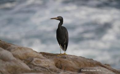 Egretta sacra sacra (J. F. Gmelin, 1789) 岩鷺