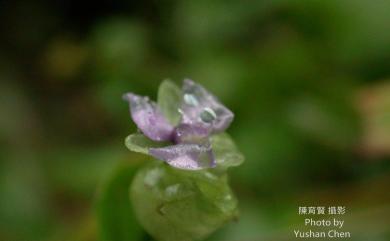 Murdannia bracteata 大苞水竹葉