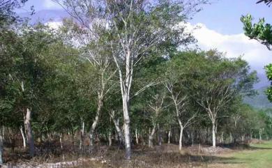 Zelkova serrata (Thunb.) Makino 櫸