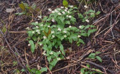 Maianthemum formosanum (Hayata) LaFrankie 鹿藥