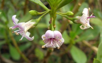 Myoporum bontioides (Siebold & Zucc.) A. Gray 苦藍盤