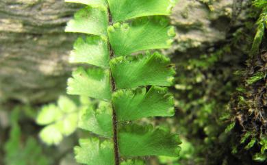 Adiantum L. 鐵線蕨屬