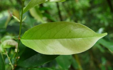 Prunus phaeosticta var. phaeosticta 墨點櫻桃