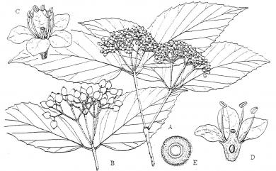 Viburnum luzonicum Rolfe 呂宋莢蒾