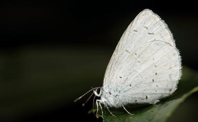 Celastrina argiolus caphis (Fruhstorfer, 1922) 琉灰蝶