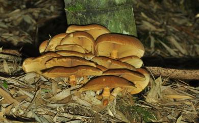 Agrocybe praecox 田頭菇