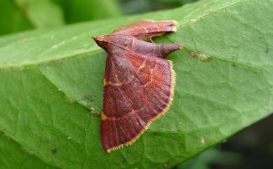 Herculia pelasgalis Walker, 1859 赤雙紋螟