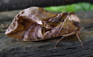 Eudocima phalonia (Linnaeus, 1763) 落葉夜蛾