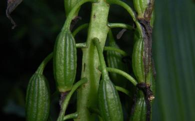 Styloglossum formosanum 臺灣根節蘭