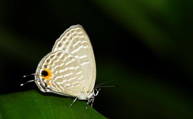 Jamides alecto dromicus Fruhstorfer, 1910 淡青雅波灰蝶