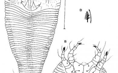 Calepitrimerus brevilinea Huang, 2001 短線上三脊節蜱