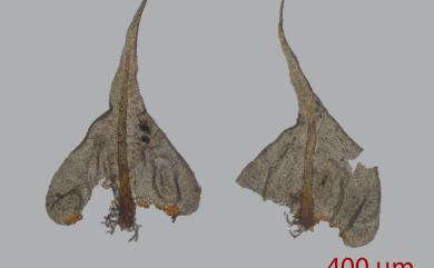 Thuidium kanedae Sak., 1943 短肋羽苔