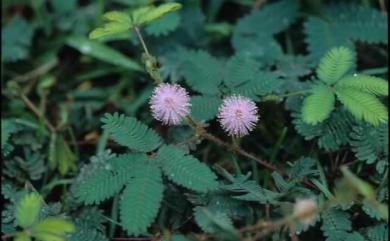 Mimosa pudica 含羞草