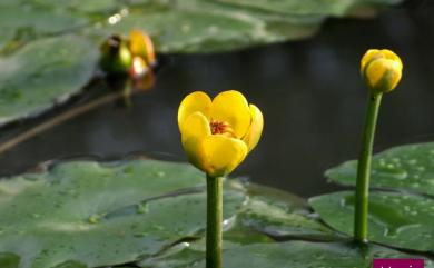Nuphar pumila (Timm) DC. 臺灣萍蓬草