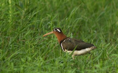 Rostratula benghalensis (Linnaeus, 1758) 彩鷸