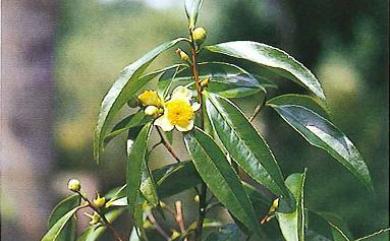 Pyrenaria shinkoensis (Hayata) H.Keng 烏皮茶