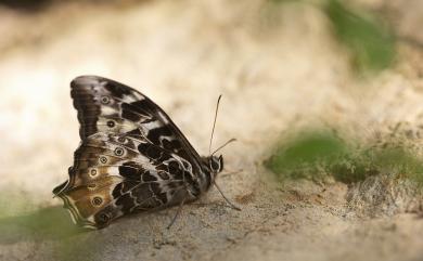 Neope armandii lacticolora (Fruhstorfer, 1908) 白斑蔭眼蝶