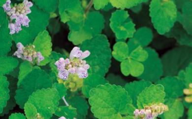 Scutellaria indica L. 印度黃芩