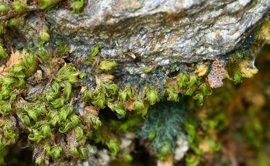 Fissidens crispulus Brid., 1819 黃葉鳳尾苔