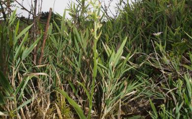 Platanthera sachalinensis 高山粉蝶蘭