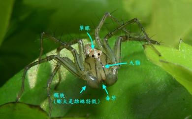 Oxyopes sertatus L. Koch, 1878 斜紋貓蛛