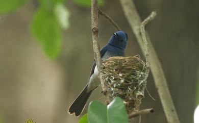 Hypothymis azurea oberholseri Stressmann, 1913 黑枕藍鶲(台灣亞種)