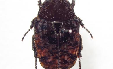 Anthracophora eddai (Tesar, 1959) 橙斑花金龜