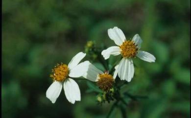 Bidens pilosa var. radiata 大花咸豐草