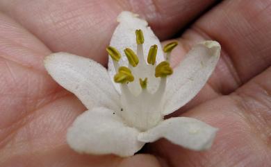 Alniphyllum pterospermum Matsum. 假赤楊