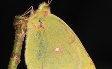 Colias erate formosana Shirôzu, 1955 紋黃蝶