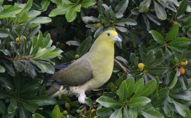 Treron sieboldii (Temminck, 1835) 綠鳩