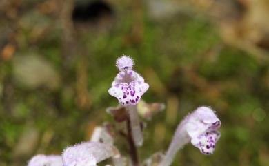 Scutellaria indica L. 印度黃芩