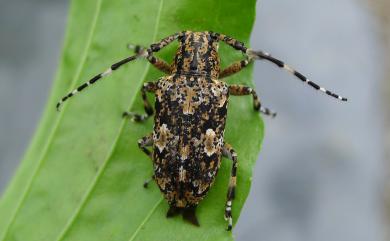 Agelasta perplexa (Pascoe, 1858) 褐翅星斑天牛