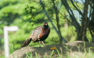 Phasianus colchicus formosanus Elliot, 1870 環頸雉(台灣特有亞種)