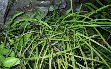 Pteris cretica L. 大葉鳳尾蕨